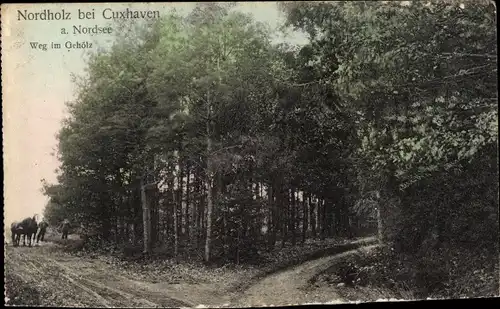 Ak Nordholz Wurster Nordseeküste, Weg im Gehölz, Wald