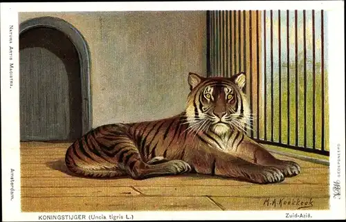 Künstler Ak Koekkoek, M. A., Koningstijger, Uncia tigris L., Königstiger