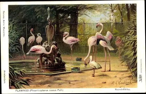 Künstler Ak Koekkoek, M. A., Flamingo, Phoenicopterus roseus Pall.