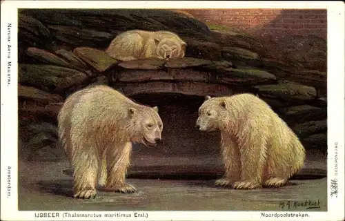 Künstler Ak Koekkoek, M. A., Ijsbeer, Thalassarctus maritimus, Eisbären