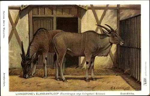 Künstler Ak Koekkoek, M. A., Taurotragus oryx livingstoni Sclater, Antilope