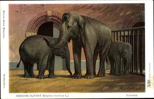 Künstler Ak Koekkoek, M. A., Indische Olifant, Elephas maximus L., Elefanten