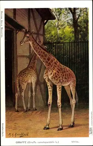 Künstler Ak Koekkoek, M. A., Giraffa camelopardalis, Giraffen