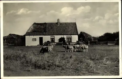 Ak De Koog Texel Nordholland Niederlande, De Nederlanden