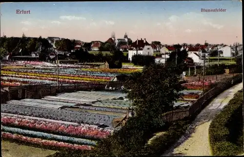 Ak Erfurt in Thüringen, Blumenfelder, Teilansicht der Stadt