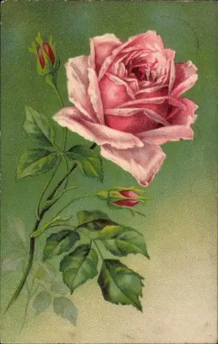 Präge Litho Rosa Rosenblüte