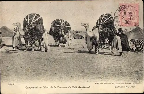 Ak Campement au Desert de la Caravane du Caid Ben Ganab, Maghreb, Kamele