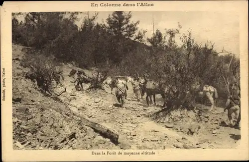 Ak Marokko, En Colonne dans l'Atlas, Dans la Foret de moyenne altitude