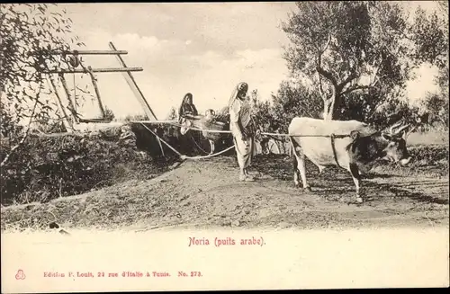 Ak Noria, puits arabe, Brunnen, Rind, Einheimische, Maghreb