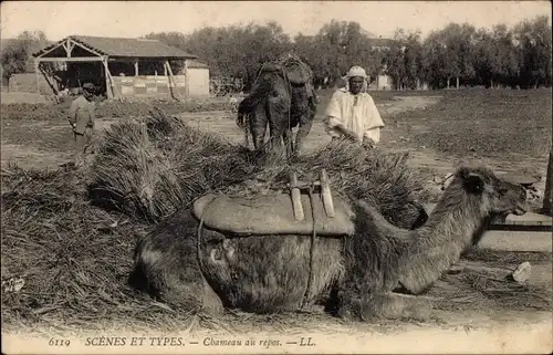 Ak Scenes et Types, Chameau au repos, Kamel, Maghreb