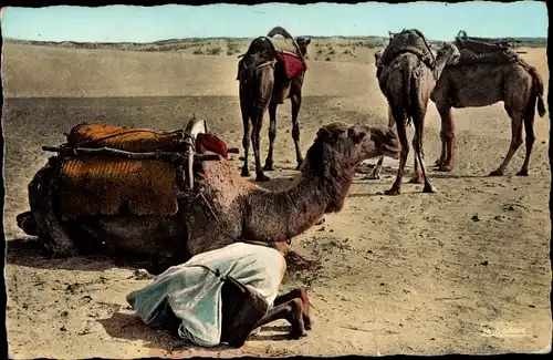 Ak Marokko, Scenes et Types, la priere dans le desert, Gebet, Kamele, Maghreb