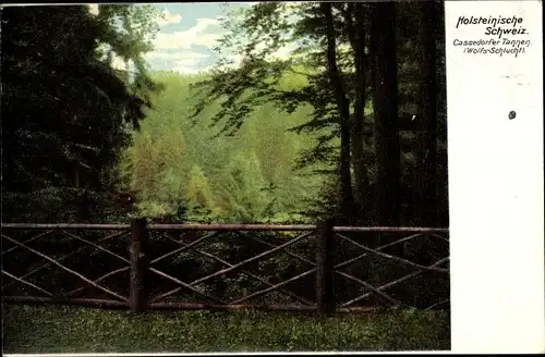 Ak Kasseedorf in Ostholstein, Wolfsschlucht, Kasseedorfer Tannen