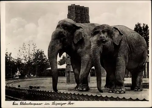 Ak Leipzig, Zoologischer Garten, Elefantenpaar