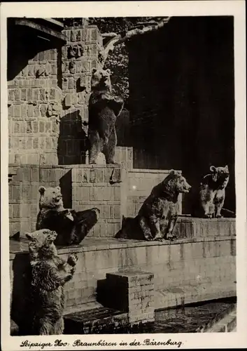 Ak Leipzig, Zoo, Braunbären in der Bärenburg