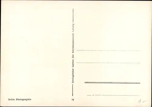 Ak Leipzig, Zoo, Braunbären in der Bärenburg
