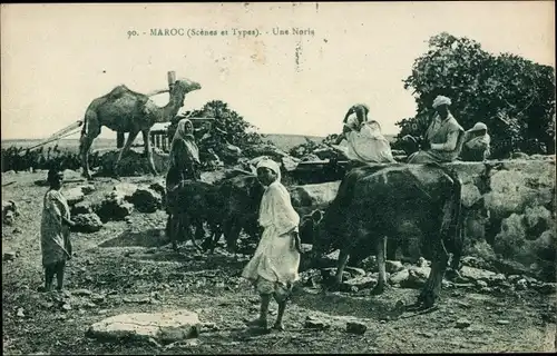 Ak Marokko, Maghreb, Kühe, Kamel, Fütterung der Tiere