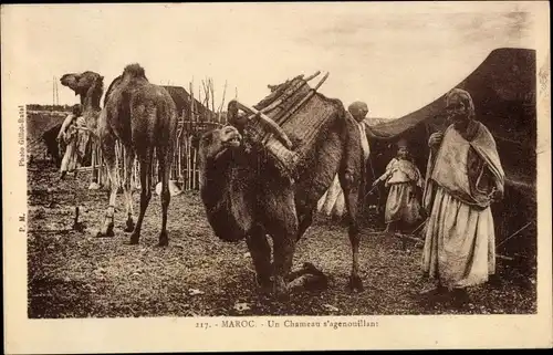 Ak Marokko, Un Chameau s'agenouillant, Kamele, Maghreb