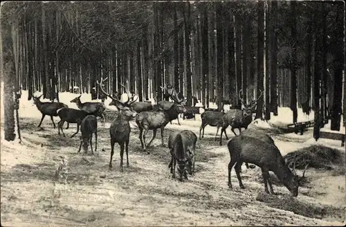 Ak Hirsche an der Fütterung im Thüringer Wald