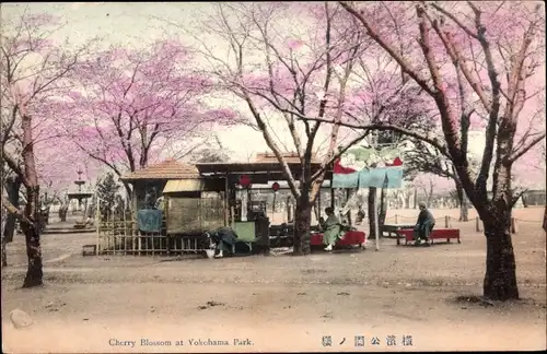 Ak Yokohama Präf Kanagawa Japan, Cherry Blossom at Yokohama Park