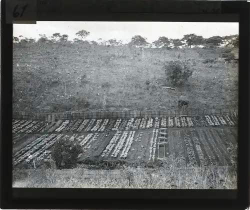 Glas Positiv Deutsch Ostafrika um 1913, Gemüsegarten von Massako