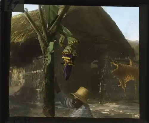 Glas Positiv Deutsch Ostafrika um 1913, Bananenstaude mit Fruchtbündel