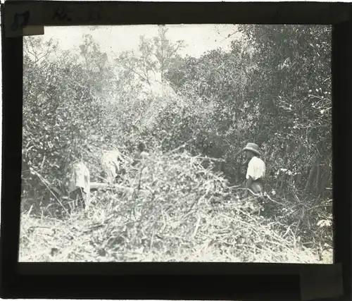 Glas Positiv Deutsch Ostafrika um 1913, Rodung des Waldes