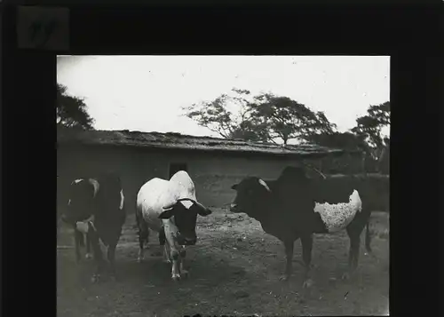 Glas Positiv Deutsch-Ost-Afrika um 1913, Rinderzucht in Ussangu