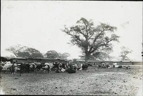 Glas Positiv Deutsch-Ost-Afrika um 1913, Rinderherde des Dorfes Mapogoro