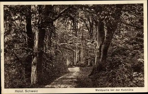 Ak Kalkhütte Römnitz in Lauenburg, Waldpartie