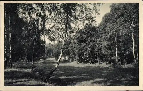 Ak Dresden Hellerau Rähnitz, Waldwiese