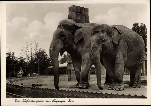 Ak Leipzig, Zoologischer Garten, Elefantenpaar