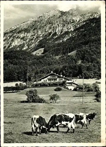 Ak Nonn Bad Reichenhall in Oberbayern, Alpenhotel Fuchs, Staufen, Kühe