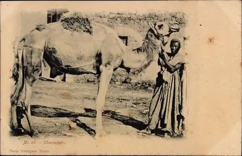 Ak Chamelier, Maghreb mit Kamel