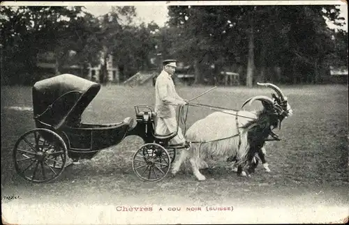 Ak Schweiz, Chèvres à Cou Noir, Ziegenkutsche