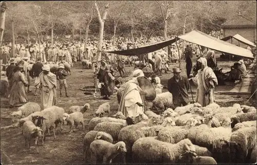 Ak Algerien, Marche aux Moutons, Schafmarkt