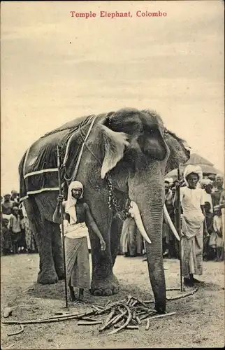Ak Colombo Ceylon Sri Lanka, Temple Elephant