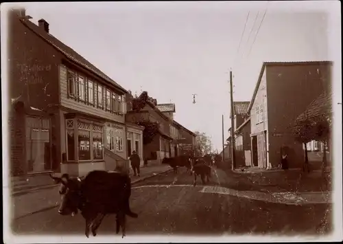 Foto Sankt Andreasberg Braunlage im Oberharz, Straßenpartie, Rinderherde, um 1920