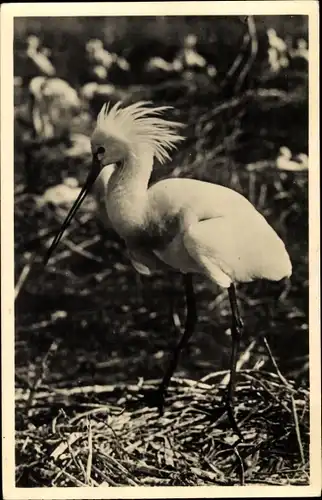 Ak Texel Nordholland Niederlande, Lepelaar, Plataleo, Löffler, Vogel