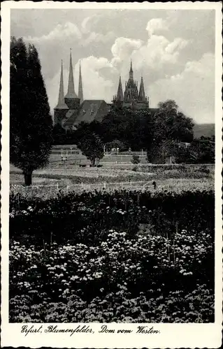 Ak Erfurt in Thüringen, Blumenfelder, Dom vom Westen