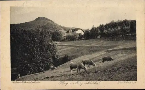 Ak Königswinter am Rhein, Ölberg und Margaretenhof, Kuhweide