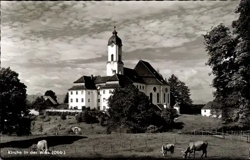 Ak Wies Steingaden in Oberbayern, Wieskirche, Wallfahrtskirche Wies, Kühe