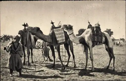 Ak Marokko, Au Sahara, Maghreb, Wüste, Kamele