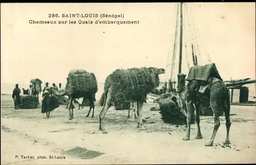 Ak Saint Louis Senegal, Chameaux sur le Quai d'embarquement, Kamele