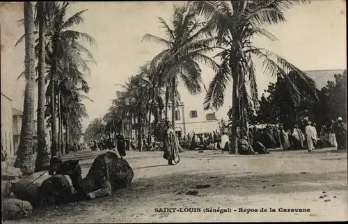 Ak Saint Louis Senegal Afrika, Repos de la Caravane, Palmen, Kamel