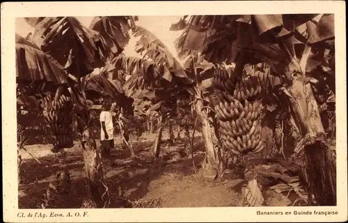 Ak Guinea, Bananiers, Bananenplantation