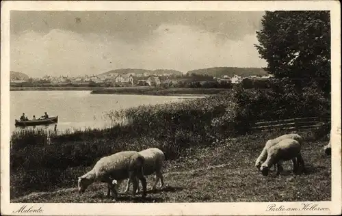 Ak Malente in Ostholstein, Partie am Kellersee, Schafe, Ruderboot