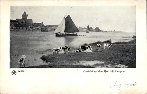 Ak Kampen Overijssel Niederlande, Gezicht op den Ijsel, Kühe, Segelschiffe