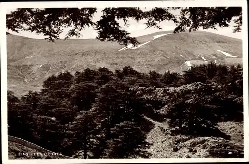 Ak Libanon, Les Cedres
