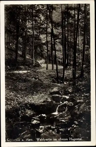 Ak Gernrode Quedlinburg im Harz, Waldpartie im oberen Hagental
