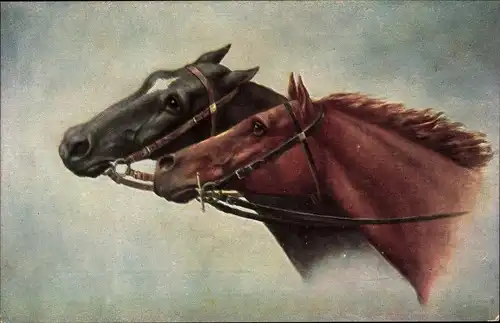 Ak Pferdegespann, Pferdeköpfe, Zaumzeug, Portrait